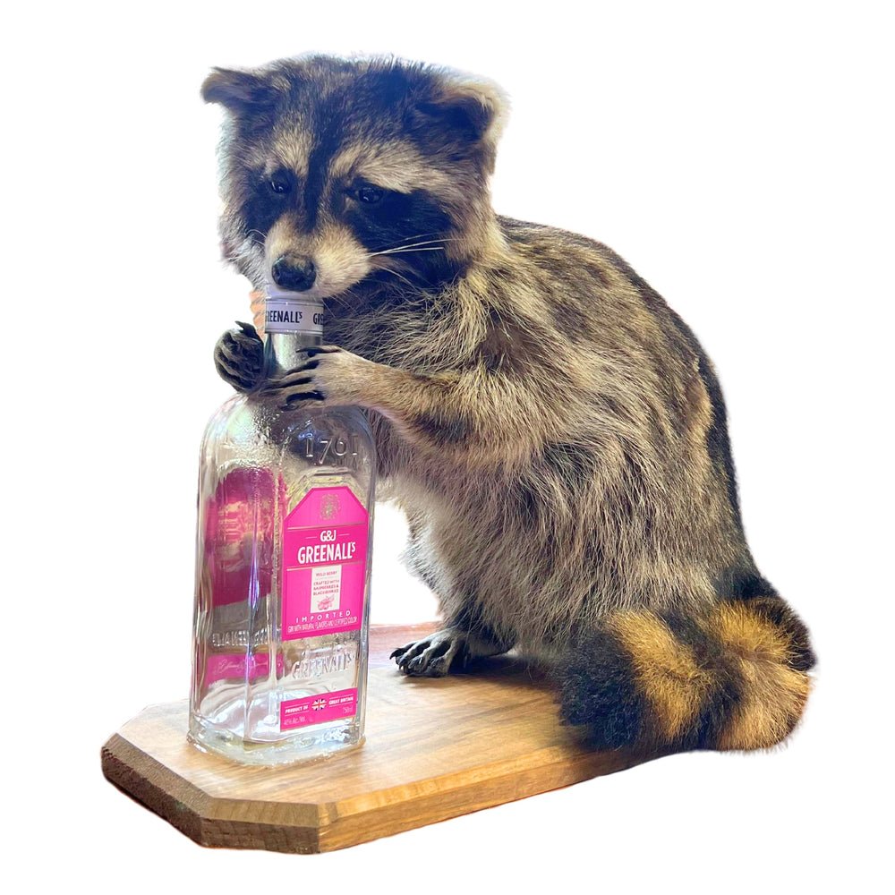 Viral Haaland taxidermy raccoon